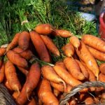 Delicious carrots, ready for pickup